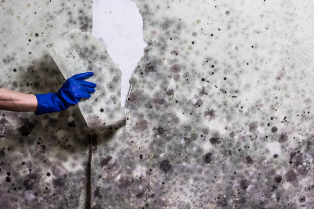 Trusted Jefferson City, MO Mold Remediation Experts