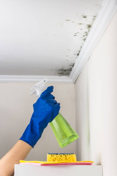Best White Mold Remediation in Jefferson City, MO